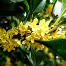 Yellow Osmanthus Fragrans 40 Seeds