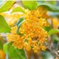 Yellow Osmanthus Fragrans 40 Seeds