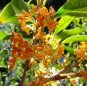 Yellow Osmanthus Fragrans 40 Seeds