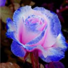 Blue Pink Rose Rare Color Rich Aroma DIY Home Garden Rose Plant 200 Seeds