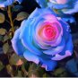 Blue Pink Rose Rare Color Rich Aroma DIY Home Garden Rose Plant 200 Seeds