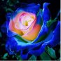 Blue Pink Rose Rare Color Rich Aroma DIY Home Garden Rose Plant 200 Seeds
