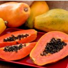 Unusual Huge Torpedo Shape Carica Papaya Burliar Long On A Dwarf Tree 800 Seeds