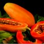 Unusual Huge Torpedo Shape Carica Papaya Burliar Long On A Dwarf Tree 800 Seeds