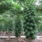 Hybrid Papaya 600 Seeds