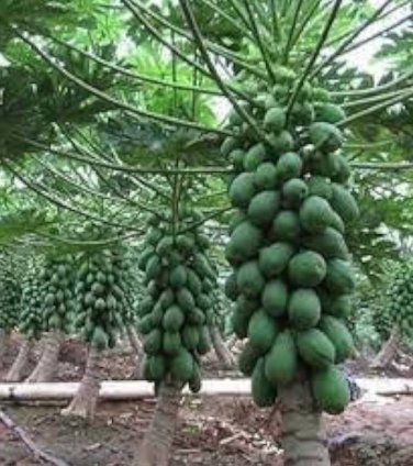 Hybrid Papaya 600 Seeds