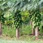 Hybrid Papaya 600 Seeds