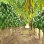 Hybrid Papaya 600 Seeds