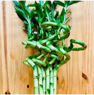 Exotic Bamboo Lucky Tree Moso Bambu Plant 100 Seeds