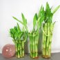 Exotic Bamboo Lucky Tree Moso Bambu Plant 100 Seeds
