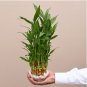 Exotic Bamboo Lucky Tree Moso Bambu Plant 100 Seeds
