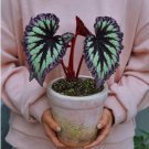 Rare Begonia Bonsai Begonia Perennial Flowers Beautiful Potted Foliage Flowers 200 Seeds