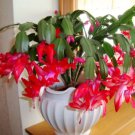 Cactus Flowers Indoor Potted Plants Purifying Air Flower 200 Seeds