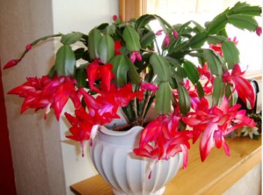 Cactus Flowers Indoor Potted Plants Purifying Air Flower 200 Seeds