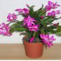 Cactus Flowers Indoor Potted Plants Purifying Air Flower 200 Seeds