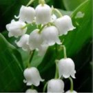 Exotic Lily Valley Flower Perennial Balcony Bonsai Potted Climbing Bell Orchid 200 Seeds