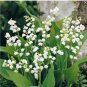 Exotic Lily Valley Flower Perennial Balcony Bonsai Potted Climbing Bell Orchid 200 Seeds