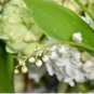 Exotic Lily Valley Flower Perennial Balcony Bonsai Potted Climbing Bell Orchid 200 Seeds