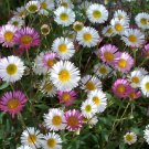 Erigeron Karvinskianus 400 Seeds