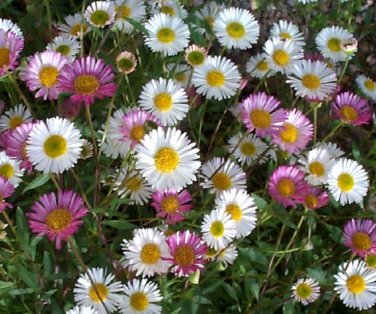 Erigeron Karvinskianus 400 Seeds