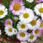 Erigeron Karvinskianus 400 Seeds