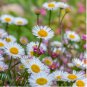 Erigeron Karvinskianus 400 Seeds