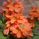 Crossandra Orange Marmalade Firecracker Flower Very Rare Tropical Plant 30 Seeds