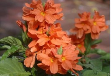 Crossandra Orange Marmalade Firecracker Flower Very Rare Tropical Plant 30 Seeds