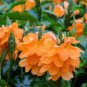 Crossandra Orange Marmalade Firecracker Flower Very Rare Tropical Plant 30 Seeds
