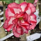 Rose Pink and Yellow Bicolor Desert Rose 4 Seeds