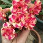 Rose Pink and Yellow Bicolor Desert Rose 4 Seeds