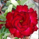 Dark Red Desert Rose 4 Seeds
