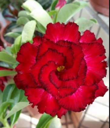 Dark Red Desert Rose 4 Seeds