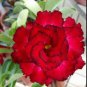 Dark Red Desert Rose 4 Seeds