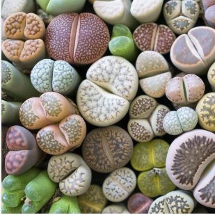 Rare Succulents Bonsai Mix Plant Lithops Flowers Cactus Garden Plants 200 Seeds