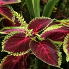 Coleus 200 Seeds