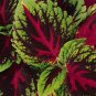 Coleus 200 Seeds