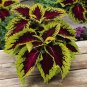 Coleus 200 Seeds