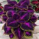 Coleus Black/Blue 200 Seeds