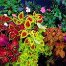 Mixed Coleus Flower 200 Seeds