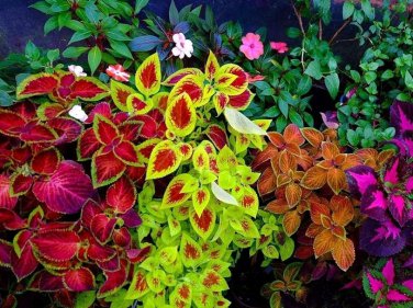 Mixed Coleus Flower 200 Seeds