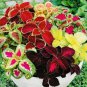 Mixed Coleus Flower 200 Seeds