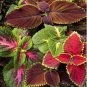 Mixed Coleus Flower 200 Seeds