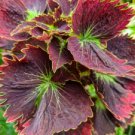 Coleus Flower Purple Green Bi-color Spider Shaped 200 Seeds