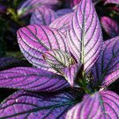 Coleus Flower Bonsai Rare Blumei 200 Seeds