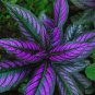 Coleus Flower Bonsai Rare Blumei 200 Seeds