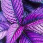 Coleus Flower Bonsai Rare Blumei 200 Seeds