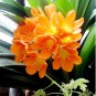 Cheap Clivia Bonsai Indoor Flower Plants 200 Seeds