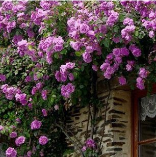 Fragrant Perennial Climbing Roses 200 Seeds