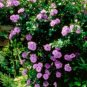 Fragrant Perennial Climbing Roses 200 Seeds